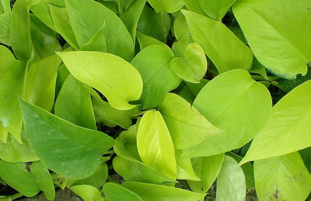15 Types Of Money Plants: How to Choose the Best One 8 neon money plant (epipremnum aureum ‘ neon.’)