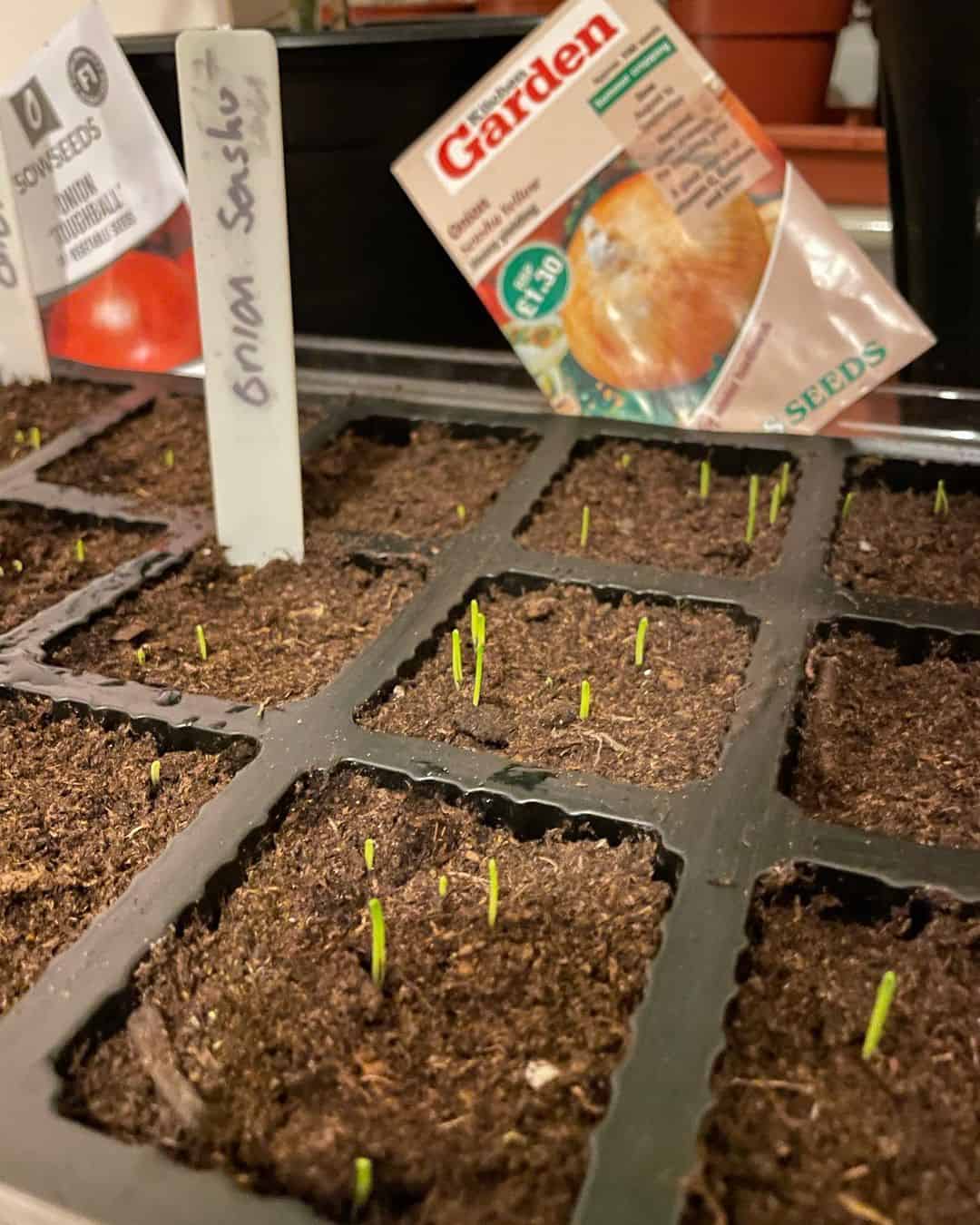 onions spring garden