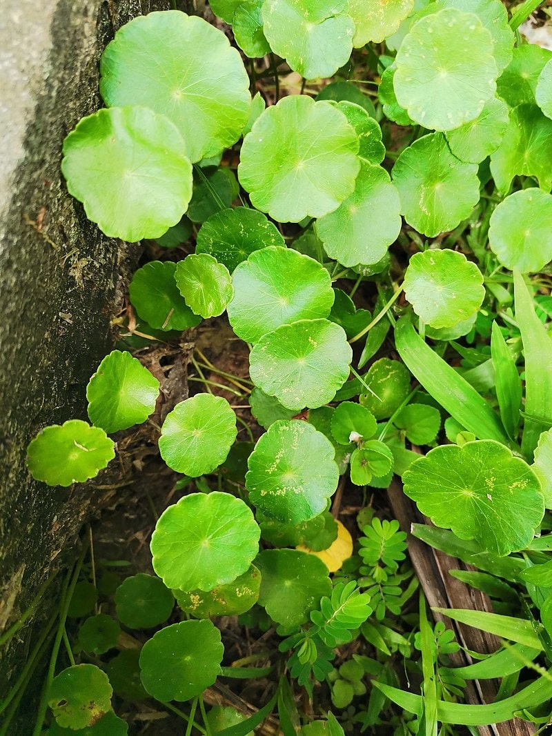 15 Types Of Money Plants: How to Choose the Best One 13 pennywort (hydrocotyle vulgaris)