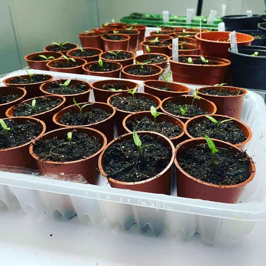 plant seeds february