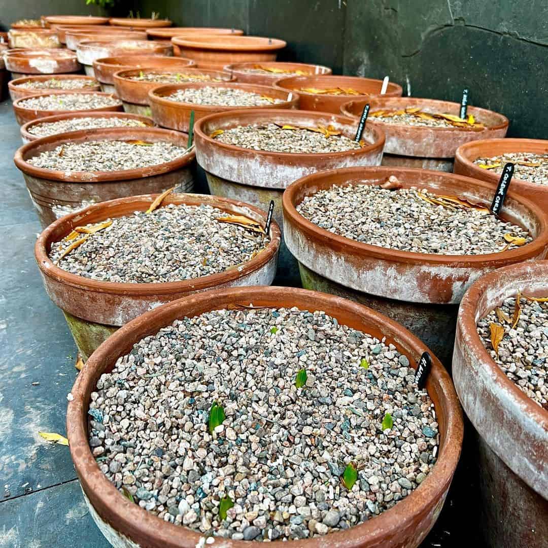 Preparing a Garden for Spring: 17 Tips for a Lush Garden 8 planting spring bulbs