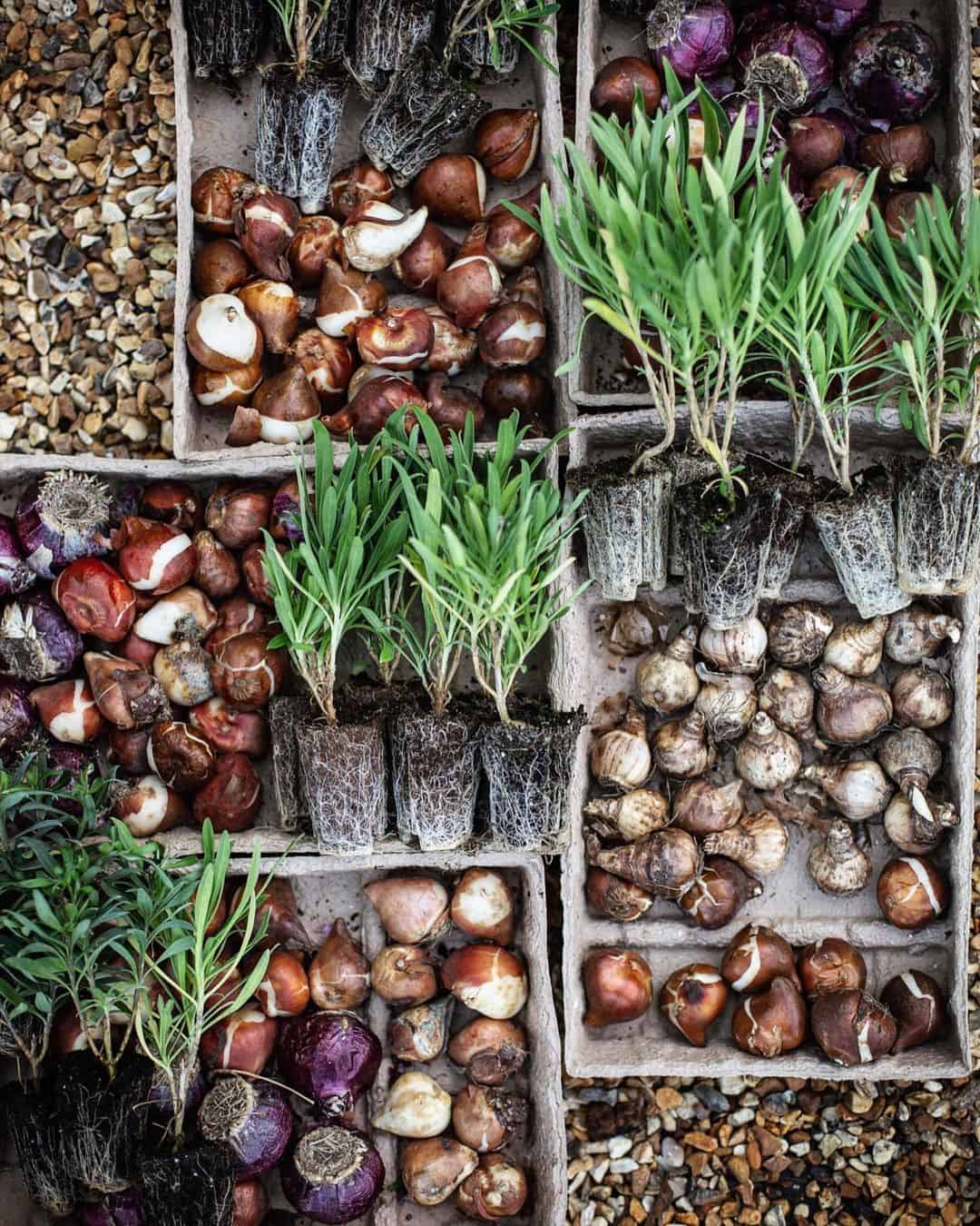 planting spring bulbs
