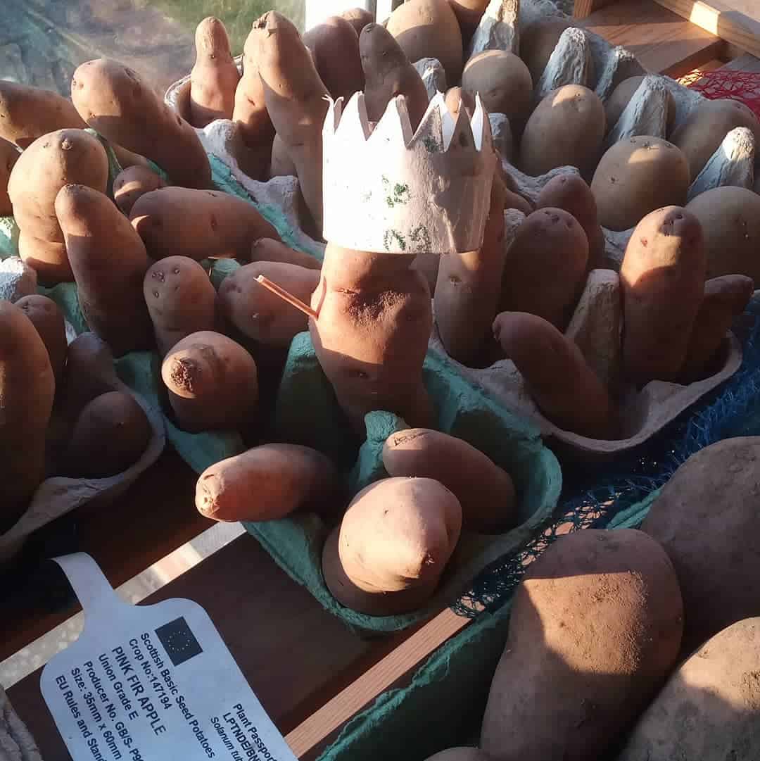 potato january vegetable