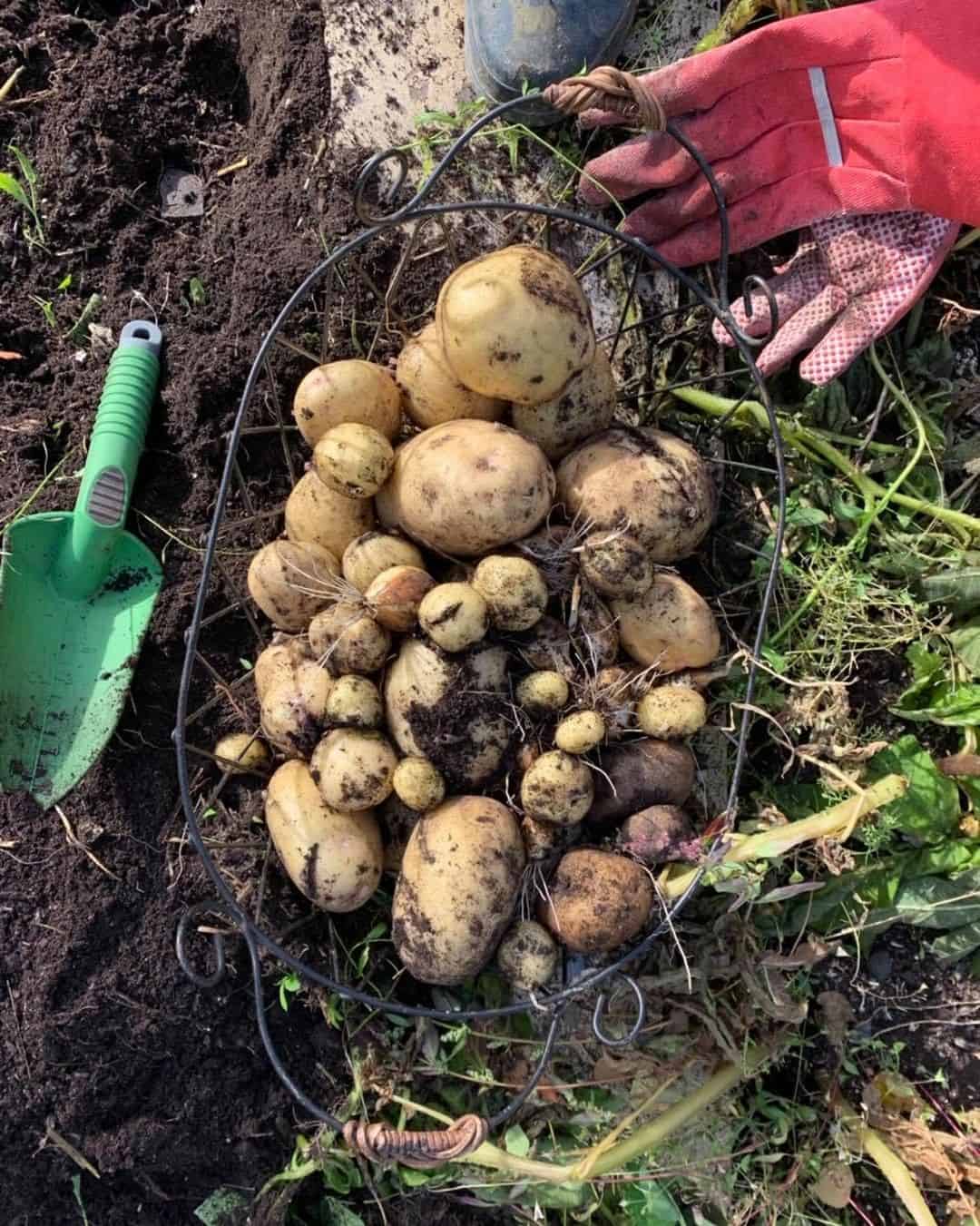 potatoes spring garden