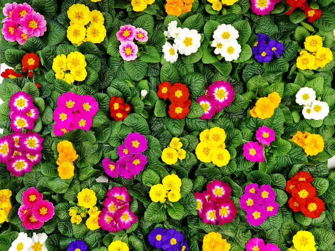 primroses bedding plants