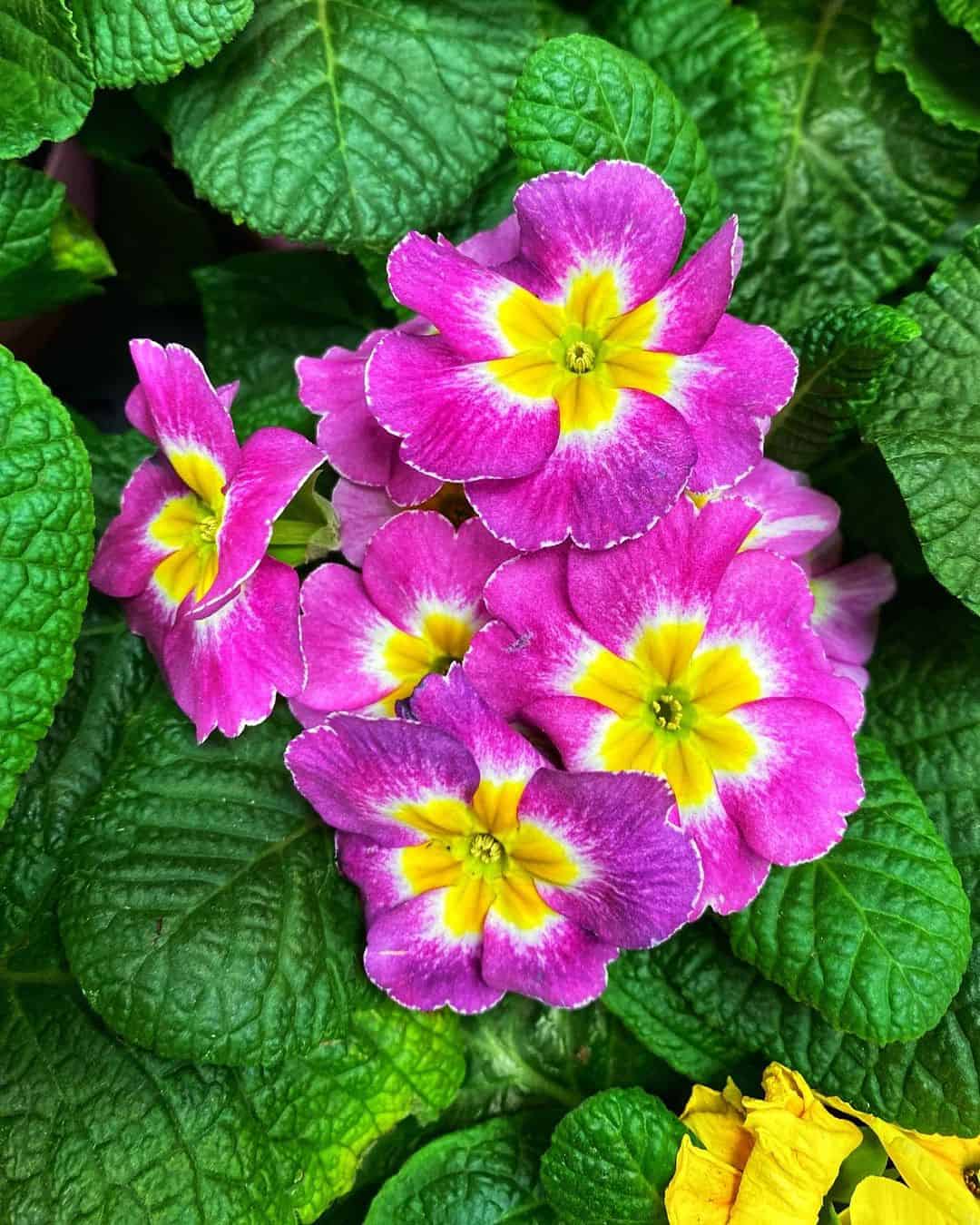 primroses winter flowering plant for pots