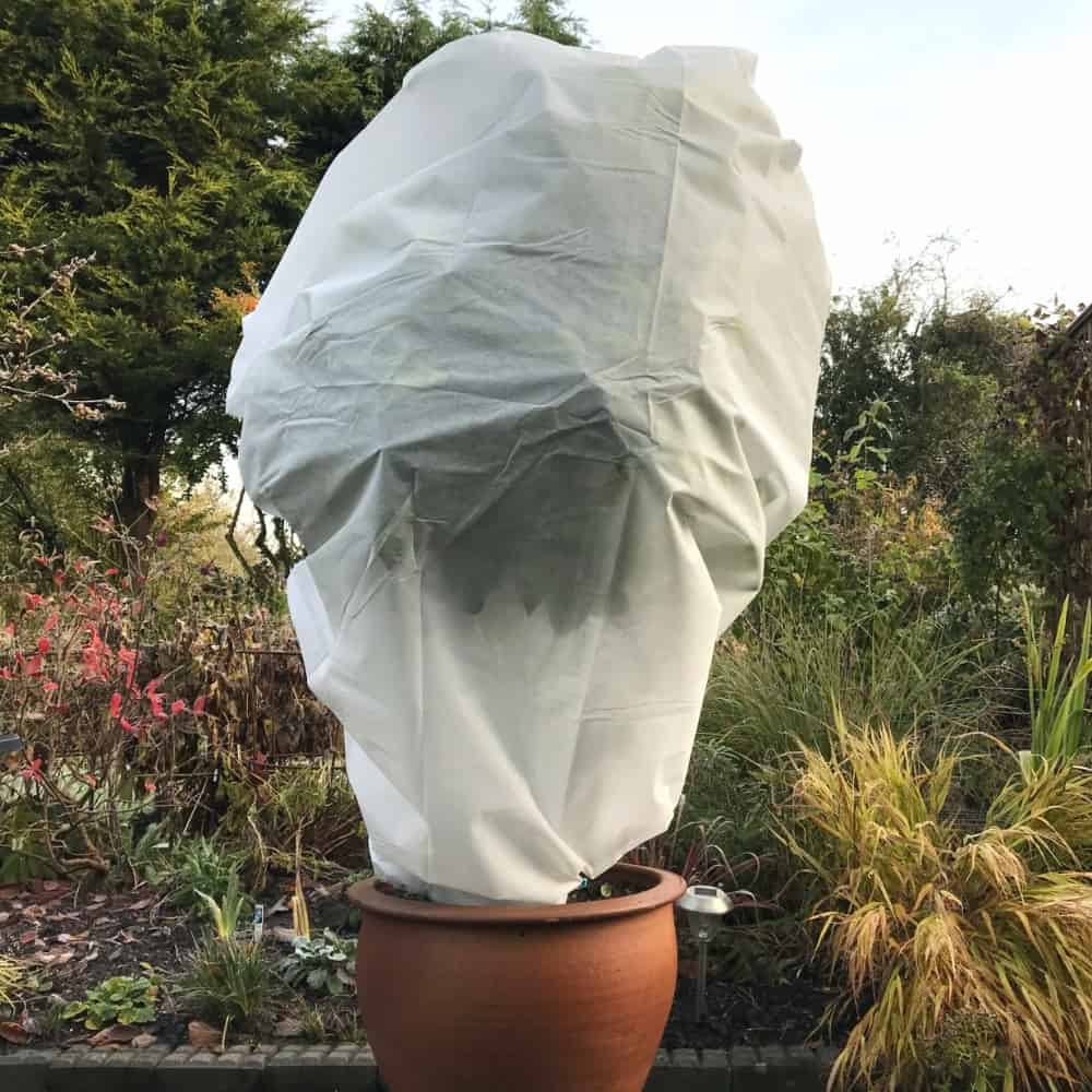 protect plants with horticultural fleece