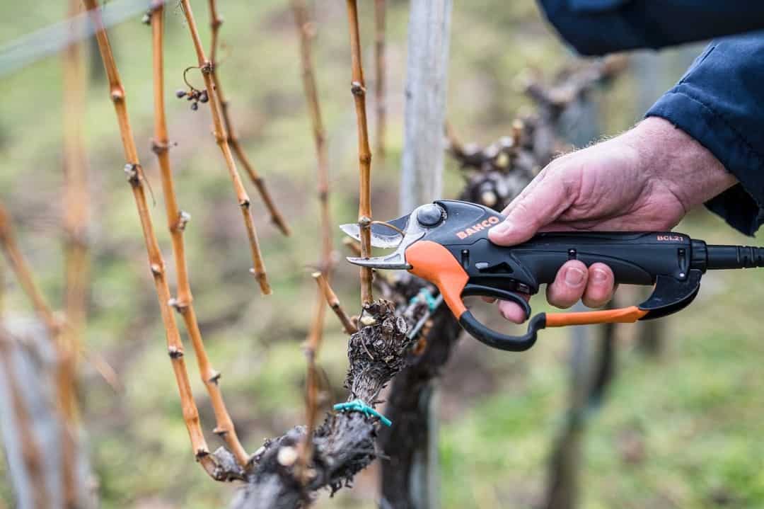 Preparing a Garden for Spring: 17 Tips for a Lush Garden 6 prune woody shrubs