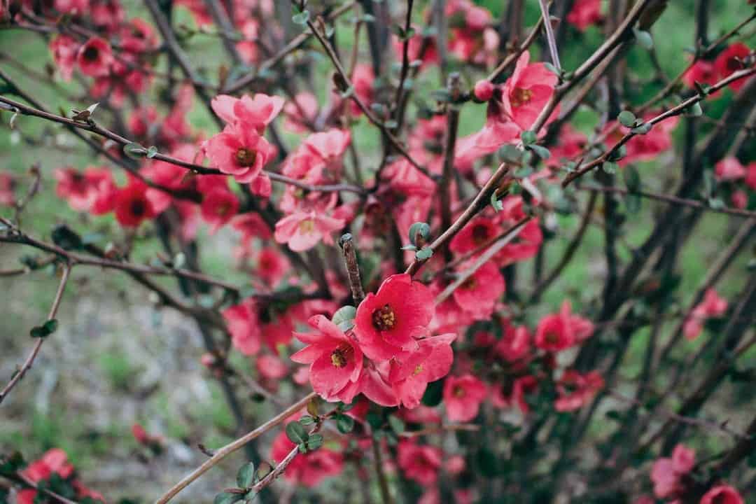 quince winter flowering plant for pots