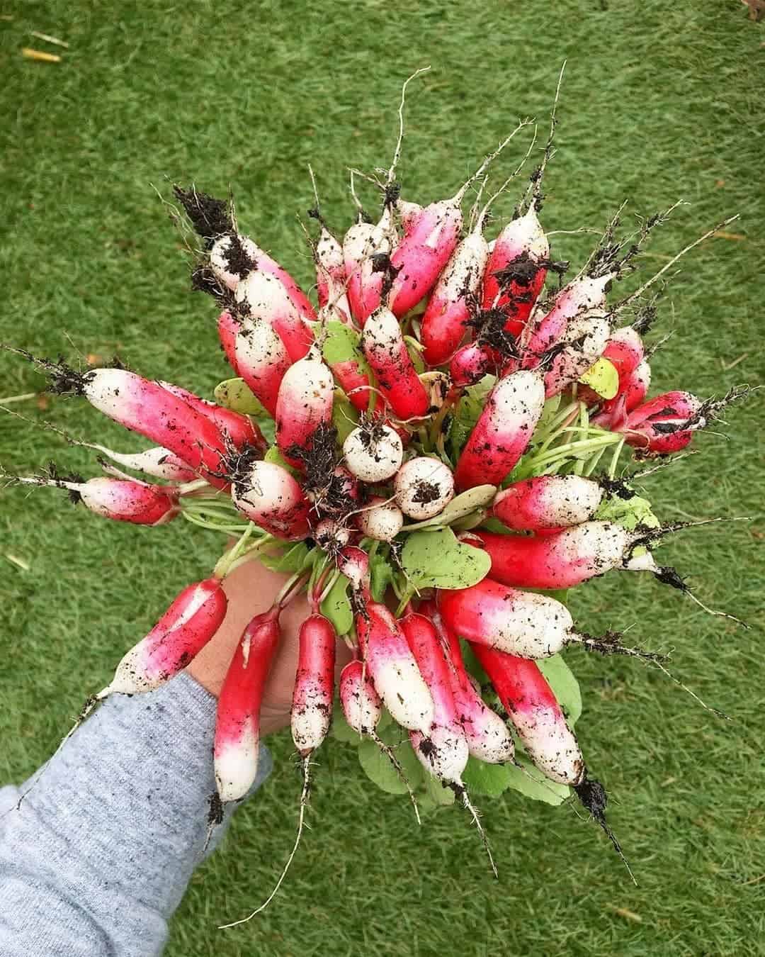 radishes spring garden