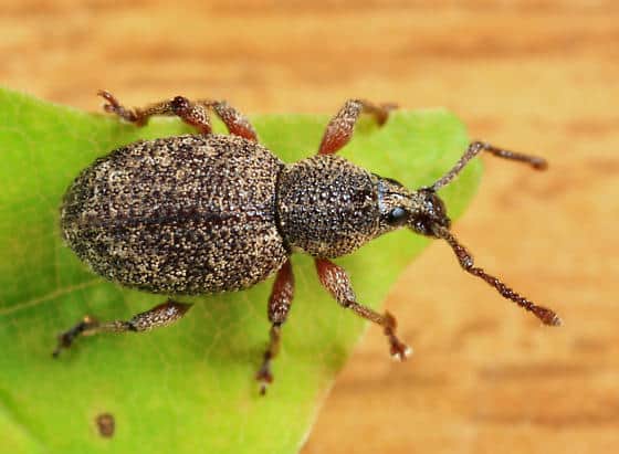 raspberry weevil