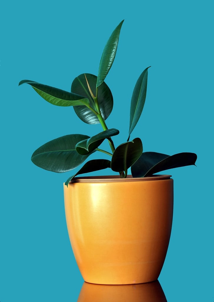 15 Types Of Money Plants: How to Choose the Best One 11 rubber plant (ficus elastica)