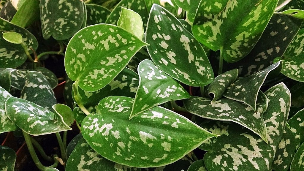 15 Types Of Money Plants: How to Choose the Best One 5 silver money plant (scindapsus pictus)