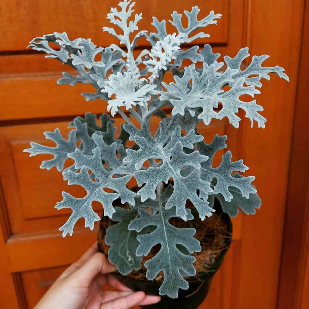 silverdust winter flowering plant for pots