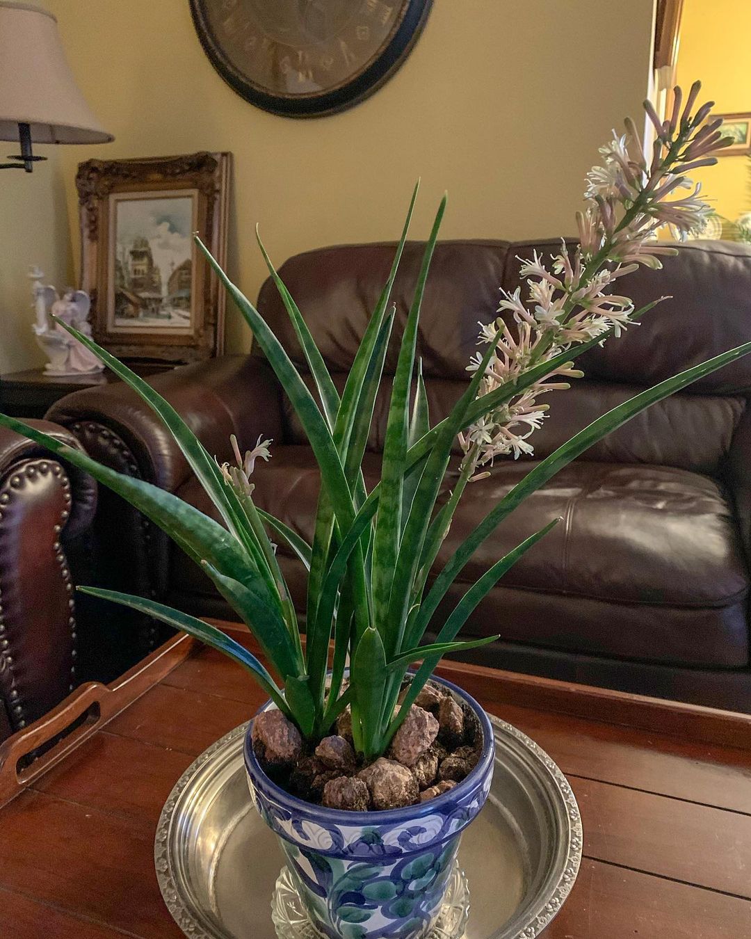 snake plant winter flowering plant