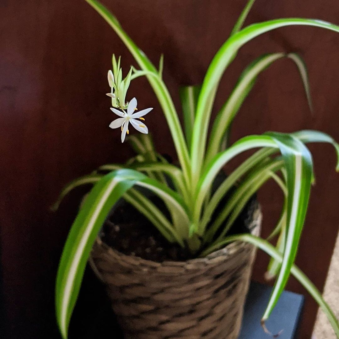 spider plant winter flowering plant