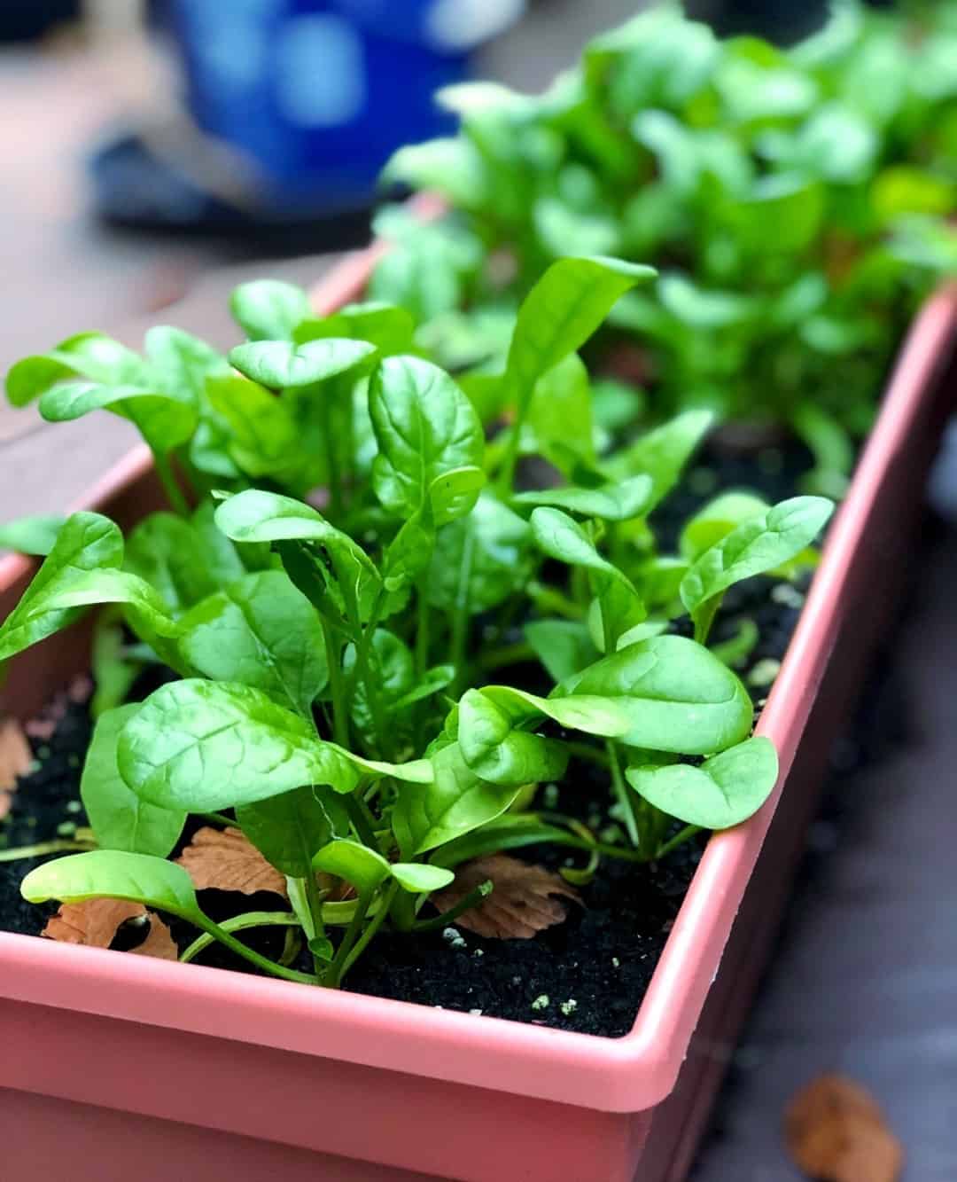 spinach january vegetable