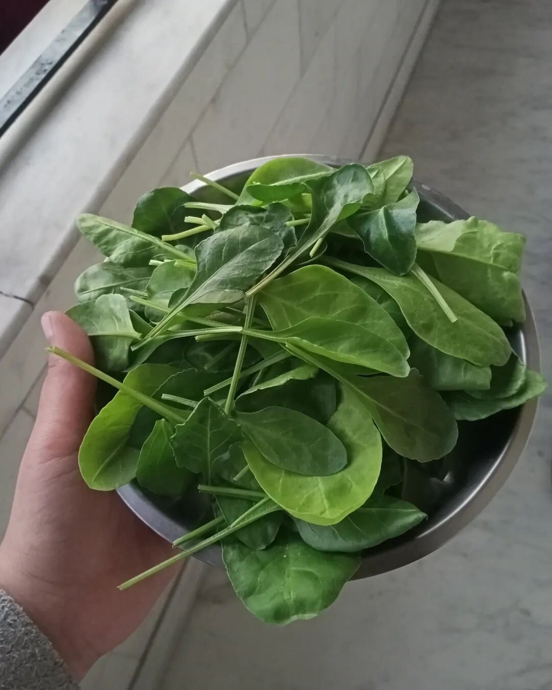 spinach spring garden