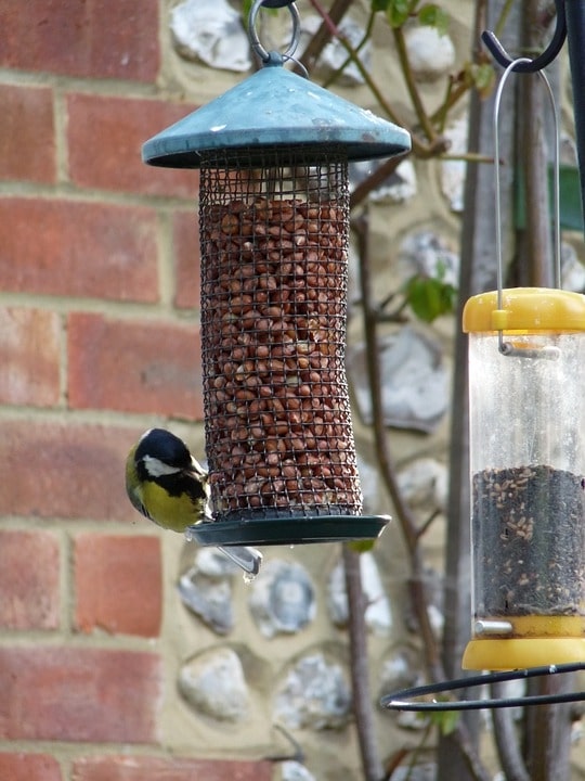 What To Feed Garden Birds In Spring (And When To Stop) 4 spring bird feeder