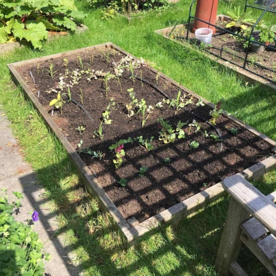 spring garden raised bed