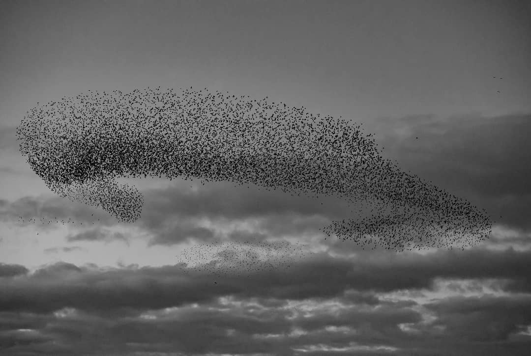 starling murmuration