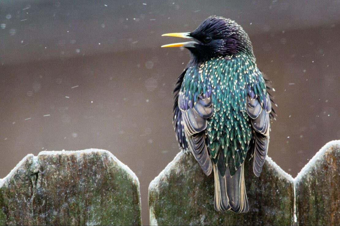 starling winter bird