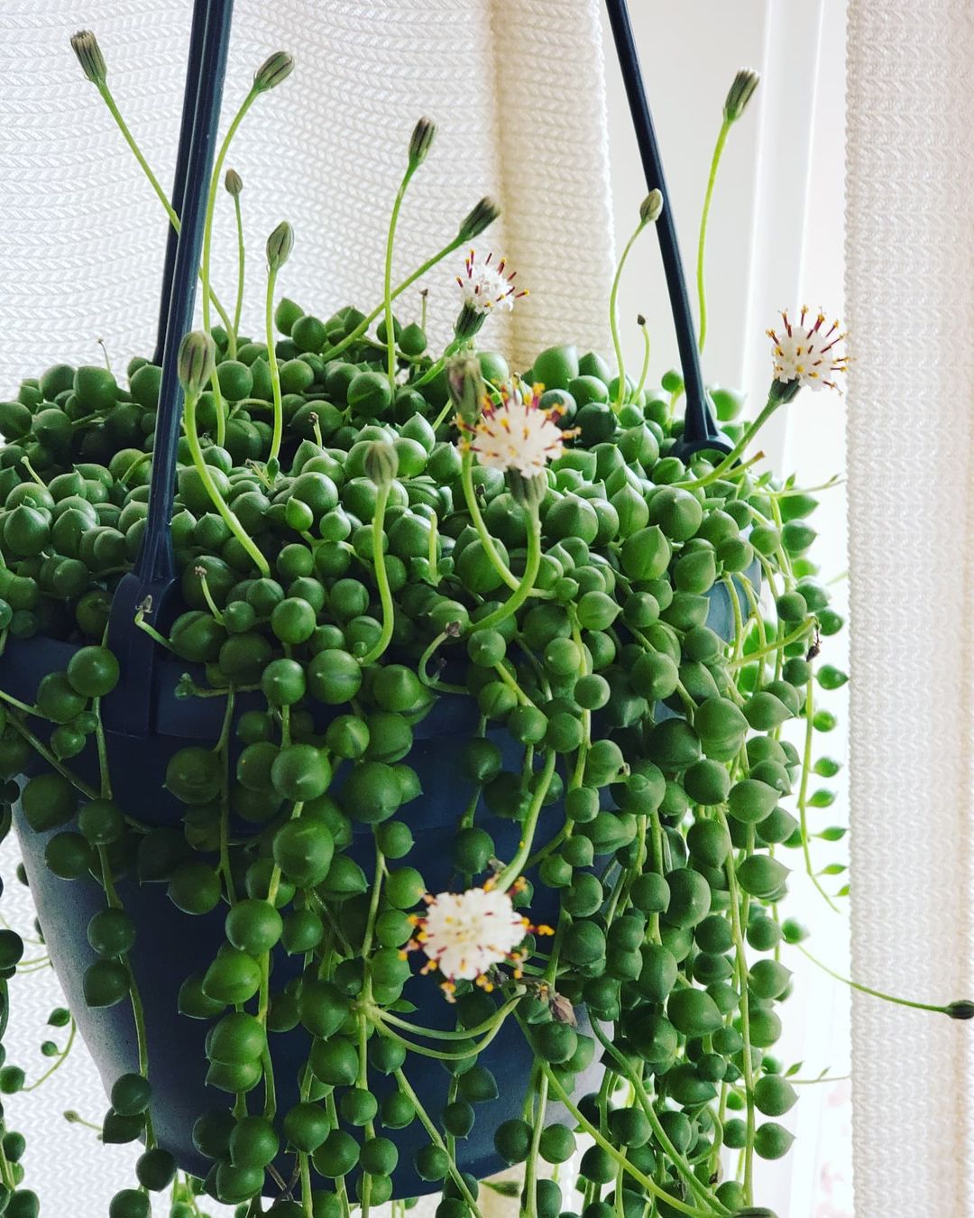string of pearls winter flowering plant