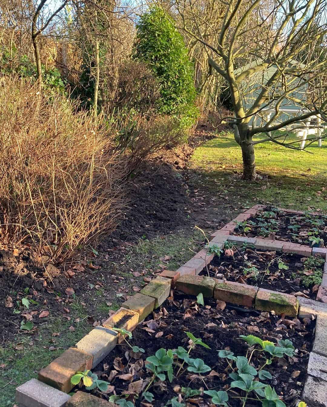 tidy up january garden job