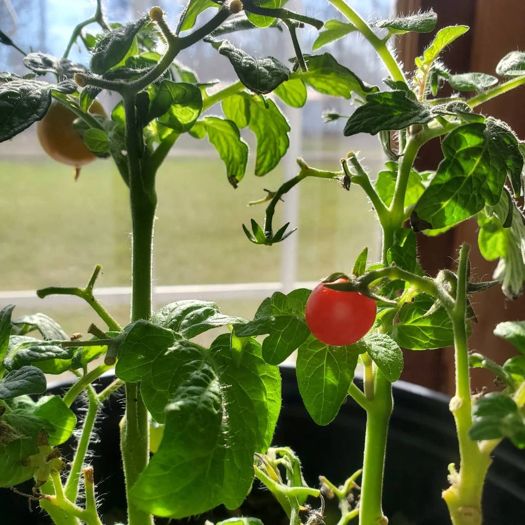 tomatoes winter flowering plant