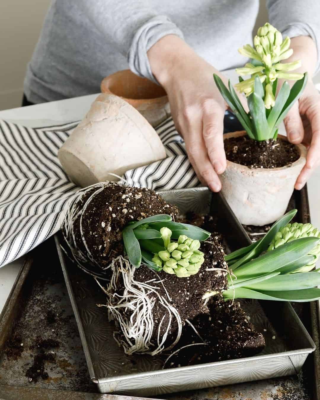 transplant hyacinths