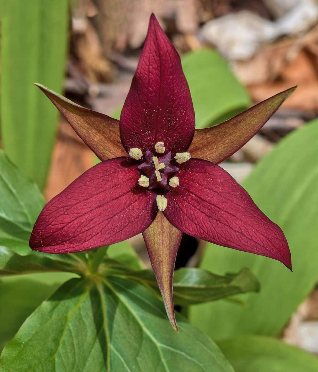 trillium erectum winter flowering plant for pots