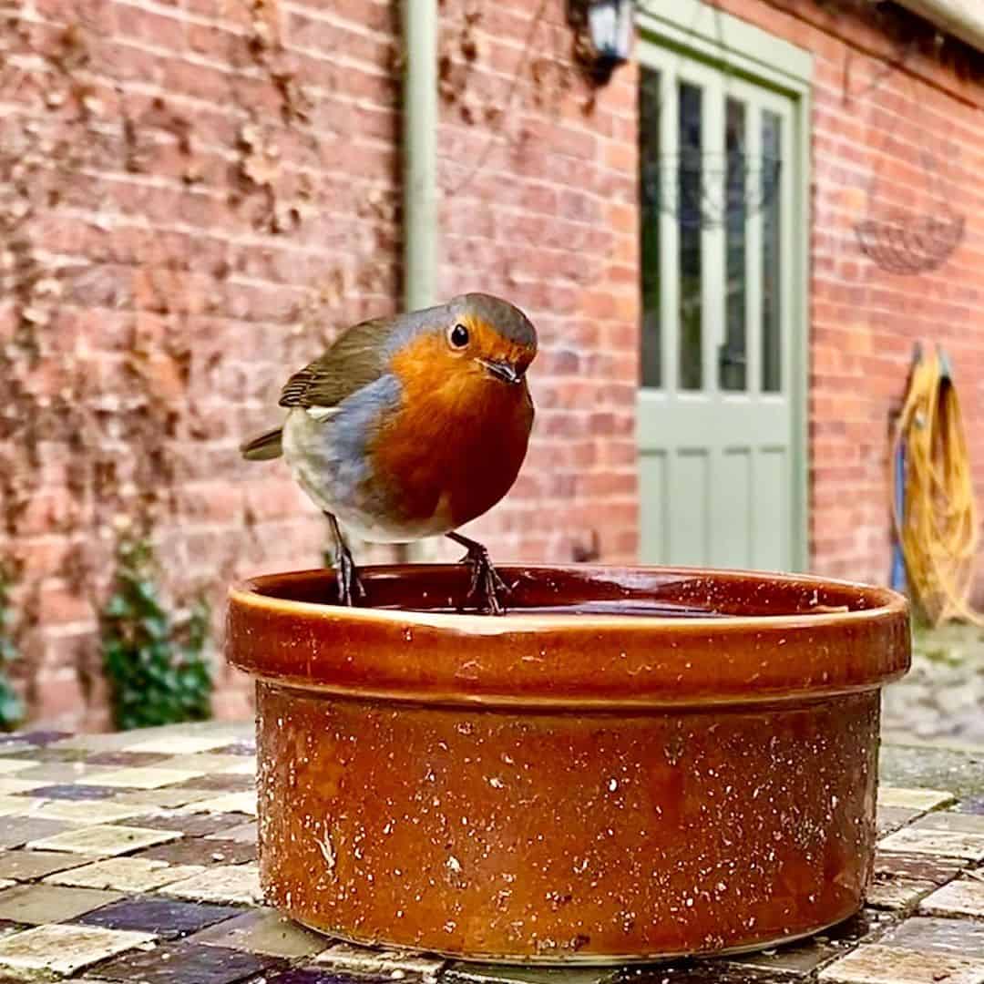uk winter birds