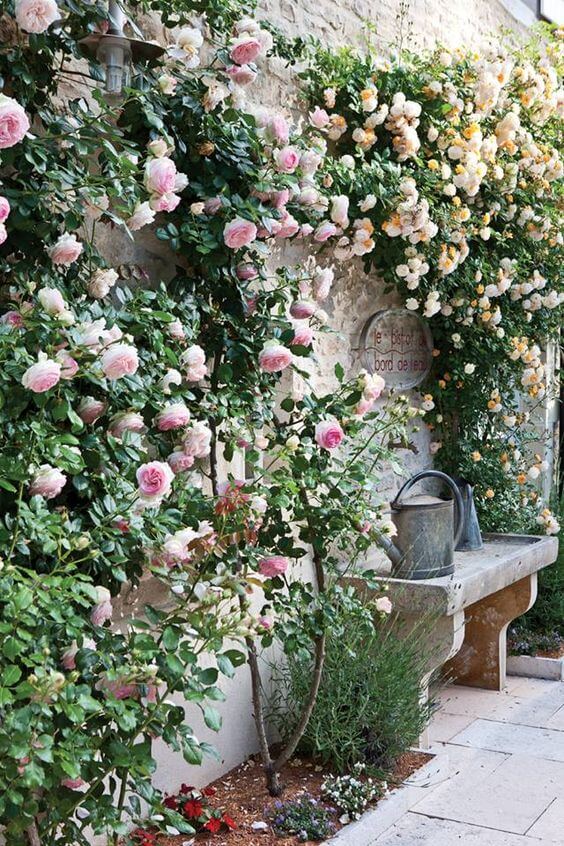 unappealing wall or shed beautiful with rambling roses