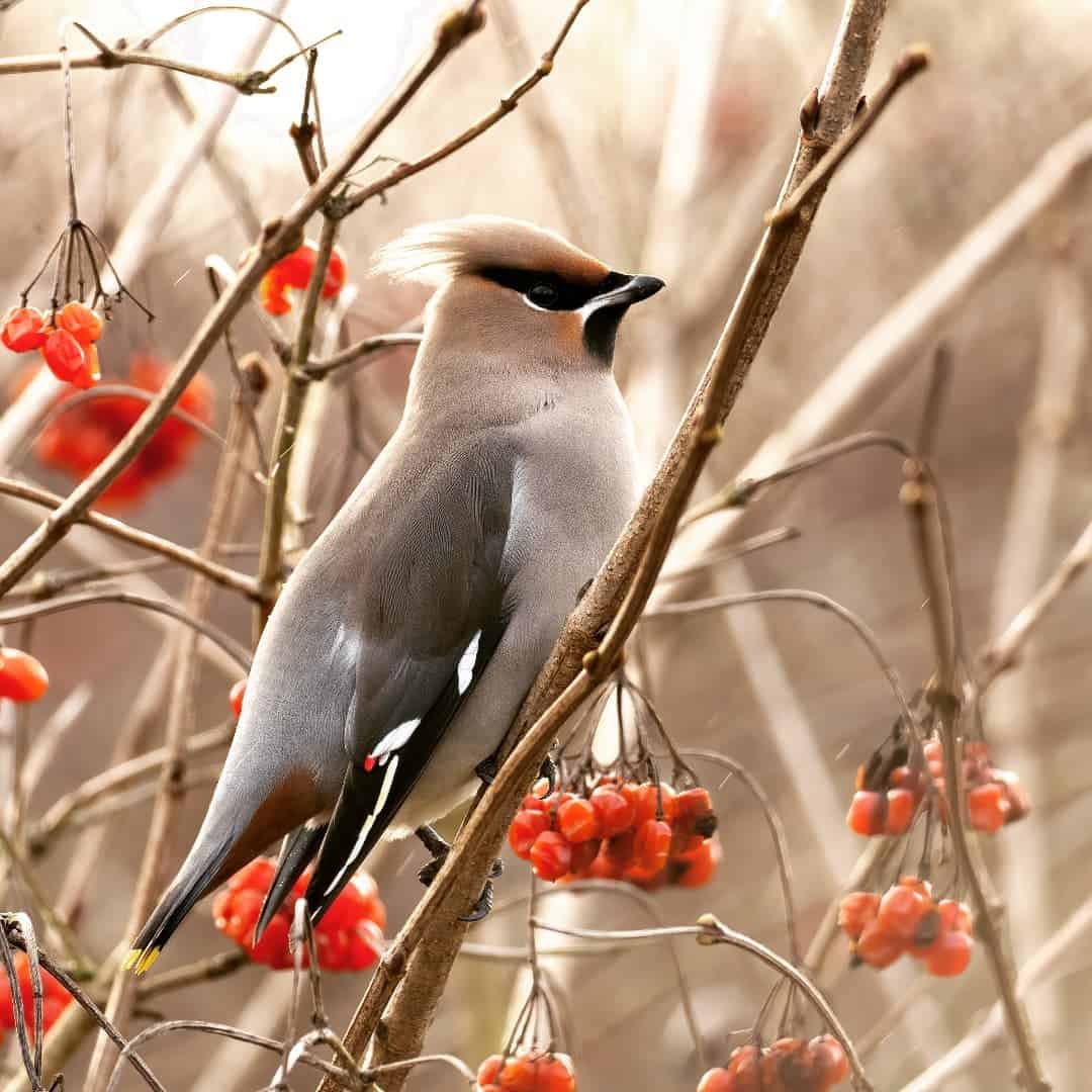 waxwing winter bird