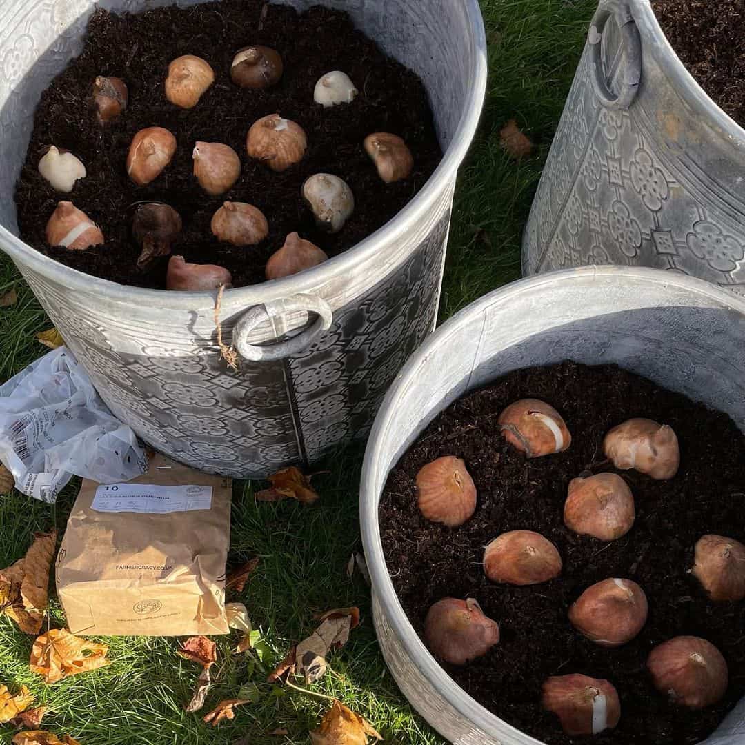 weed and plant spring bulbs