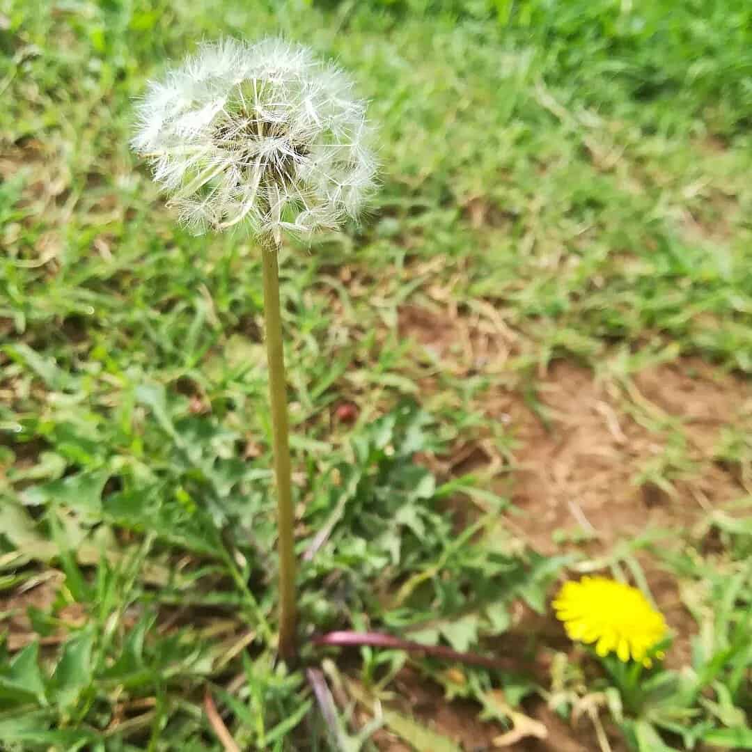 What’s the Best Soil for a Planter Box? 5 weeds fro