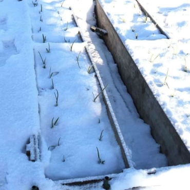 What to Do in the Garden in January: 8 Gardening Jobs 7