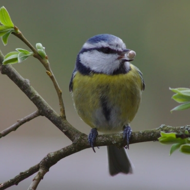 what to feed garden birds in spring