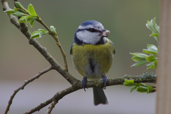 what to feed garden birds in spring
