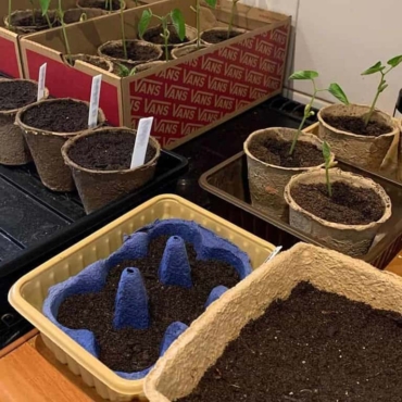 What to Plant in January: 12 Flower & Vegetable Seeds to Sow Now 1