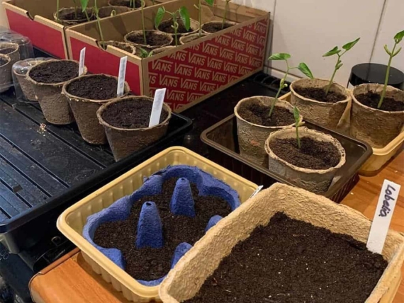 What to Plant in January: 12 Flower & Vegetable Seeds to Sow Now 1