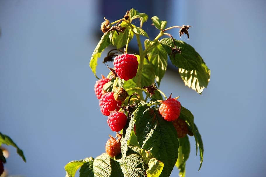 when to plant raspberries