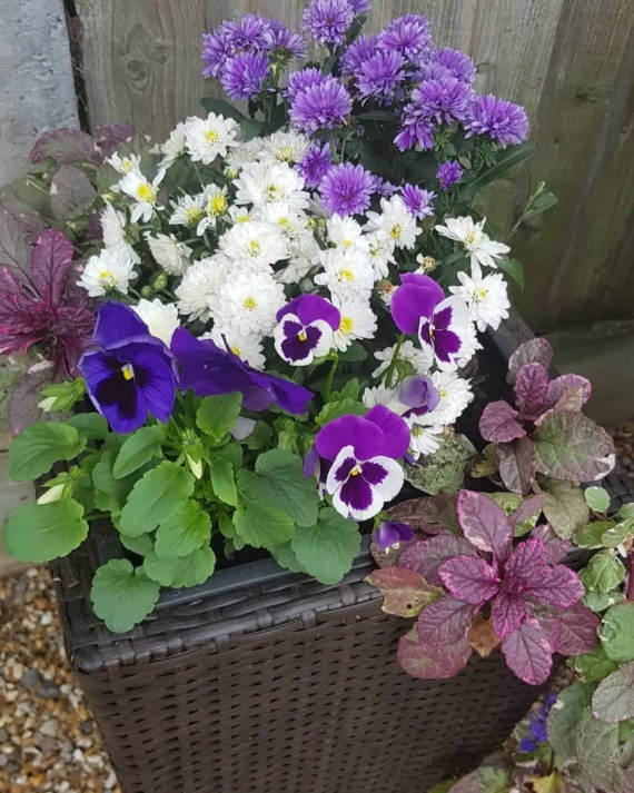 winter and autumn bedding plants guide