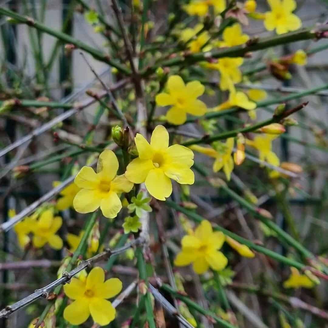winter jasmine
