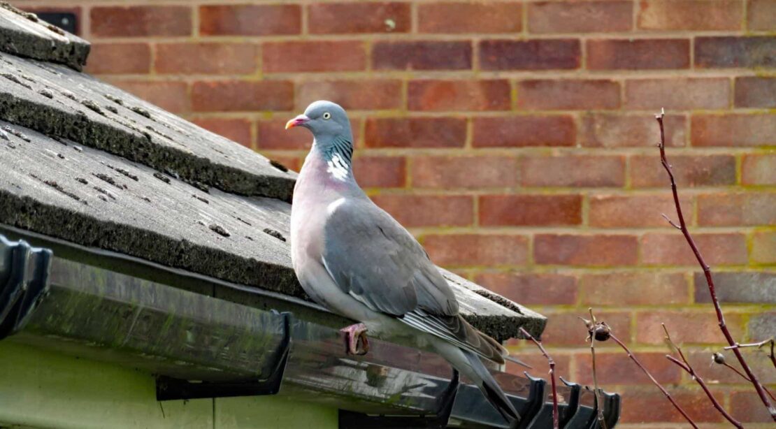 wood pigeon winter bird