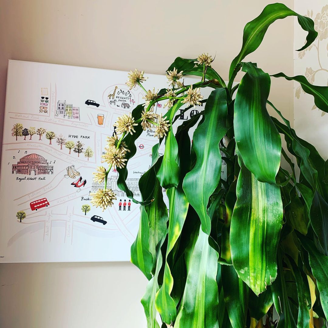 yucca winter flowering plant