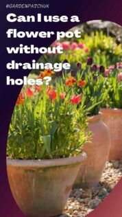 Can I use a flower pot without drainage holes-min (1)