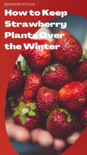 How to Keep Strawberry Plants Over the Winter-min