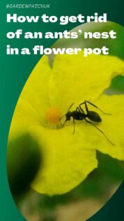 How to Stop Ants Nesting in Plant Pots (& Get Rid of It Safely) 8 How to get rid of an ants’ nest in a flower pot-min