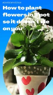 How to Plant Flowers in a Pot so it Doesn't Die on You 8 How to plant flowers in a pot so it doesn’t die on you-min